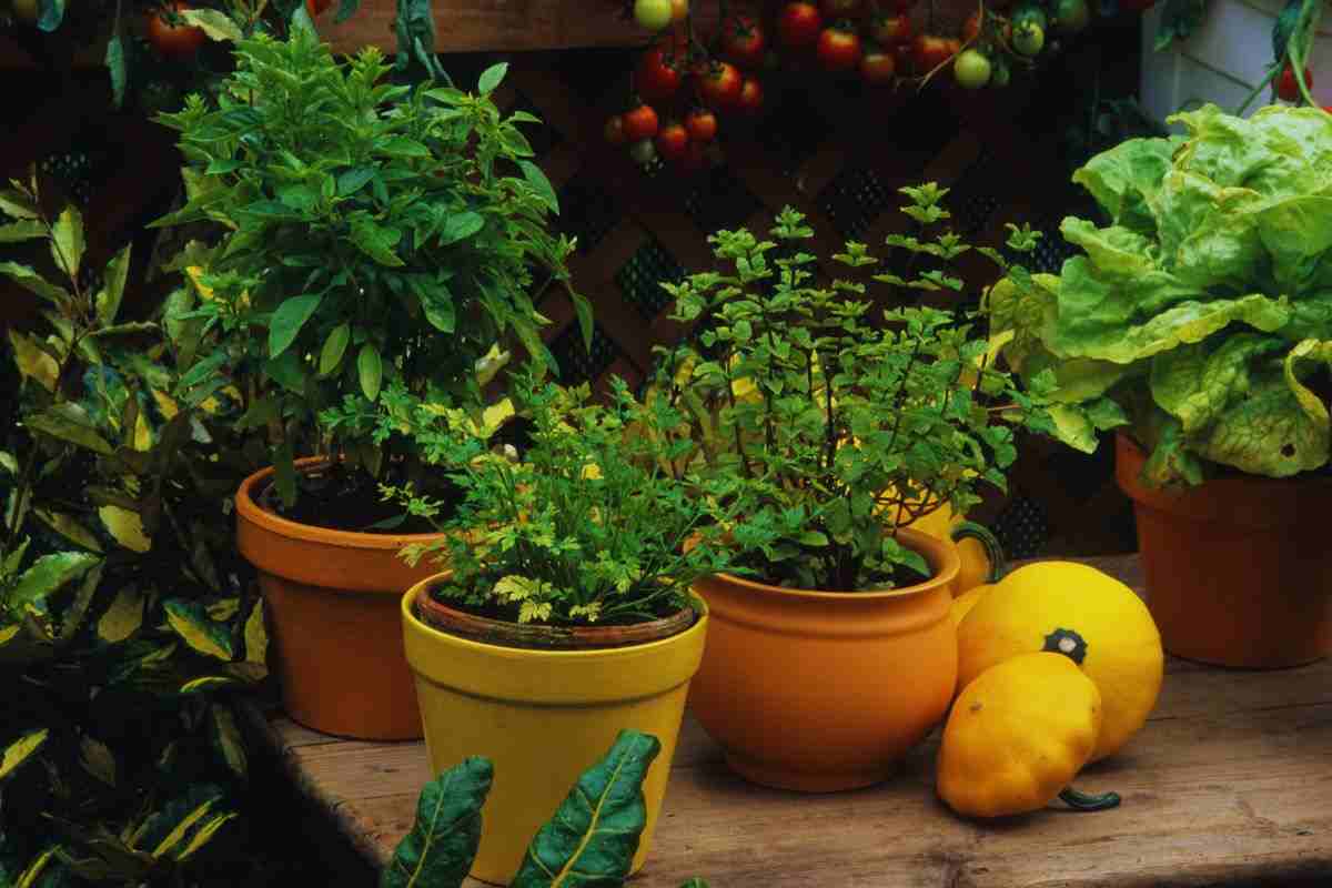 piante aromatiche per allontanare le zanzare