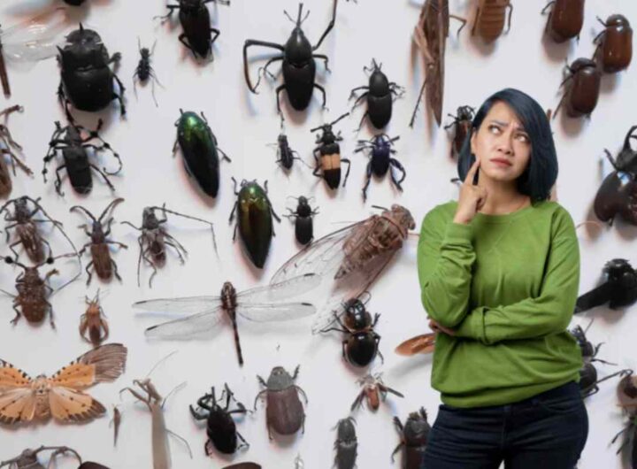 Questi animaletti, noti scientificamente come Lepisma saccharina, sono insetti lucifughi che prediligono gli ambienti umidi e poco arieggiati