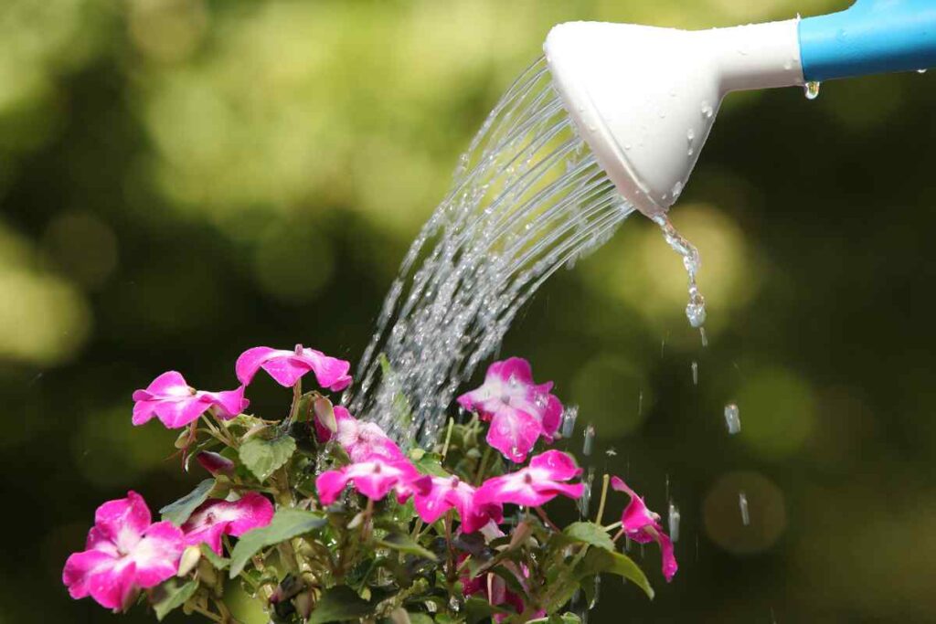 annaffiare piante in vacanza